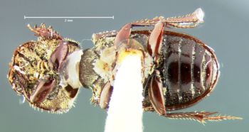 Media type: image;   Entomology 34304 Aspect: habitus ventral view